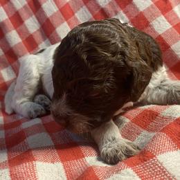 Boy 1 - Brown roan Lagotto Romagnolo puppy in Hendersonville, North Carolina from Wild Goods Lagotti