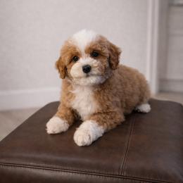 Biscuit - Red male Cavapoo puppy in Floyd, Virginia from Hearts and Paws Poodles and Doodles