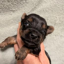 Eloy - Black and gold male Yorkshire Terrier puppy in Gatesville, Texas from KontryKritterz Yorkies