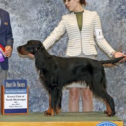 Cavalier King Charles Spaniels and Gordon Setters from Gleannfae Gordon Setters & Cavalier King Charkes Spaniels