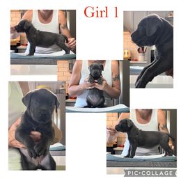 Girl 1 - Cane Corso puppy in Tennessee from Nuovo Inizi Kennels