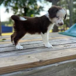 Hannah - Red tri female Miniature Australian Shepherd puppy in Doddridge, Arkansas from Huddleston Farm