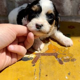 Cavapoo, Cockapoo, Goldendoodle, and Poodle Puppies from Lipscomb Doodles