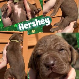 Hershey - Chocolate brindle female Great Dane puppy in Wellsville, New York from Prophecy Danes