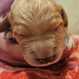 Blue Boy - Apricot male Goldendoodle puppy in Lumberton, Texas from SETX Doodle Den LLC
