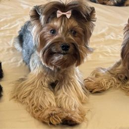 Nala - Yorkshire Terrier