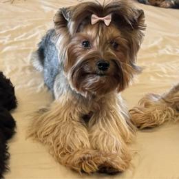 Nala - Yorkshire Terrier