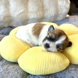Mochi - Tri-color female Coton de Tulear puppy in Palm Desert, California from Cotoncutie