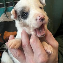 Soul - Blue merle male Border Collie puppy in Memphis, New York from Dual Traxx Border Collies
