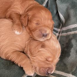 Goldendoodle Puppies from Old Line Doodles
