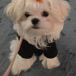 Maltese, Maltipoo, and Morkie All Grown Up from Angie's Puppies