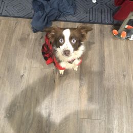 Tilley - Miniature Australian Shepherd