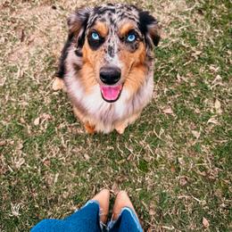 Miniature Australian Shepherd All Grown Up from Marie Aussies