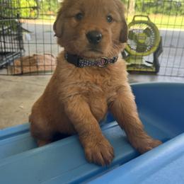 Golden Retriever Puppies from Pawmetto Goldens