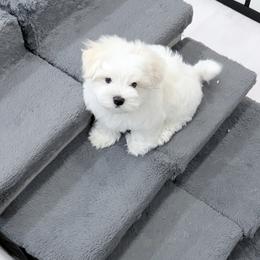 AKC - Top-quality Maltese with outstanding genetics - White male Maltese puppy in San Mateo, California from AKC Maltese California