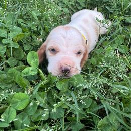 Girl 3 - Mahogany and white female Basset Hound puppy in Tahlequah, Oklahoma from HNH Hounds