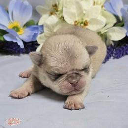 Chinchilla Girl (blue) - Cream female Pug puppy in Tulsa, Oklahoma from Locust Creek Pugs
