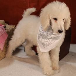 Ciabatta - Cream male Poodle puppy in Peyton, Co, Usa, Colorado from Peyton Poodles