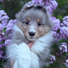 Small male - Blue merle white and tan male Shetland Sheepdog puppy in Middleburgh, New York from StoneyAcre