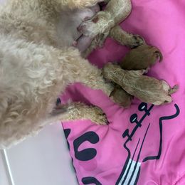Little Girl - Apricot female Poodle puppy in Bellwood, Nebraska from Sunflower Poodles