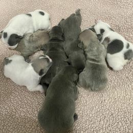 French Bulldog Puppies from For Love of Frenchies