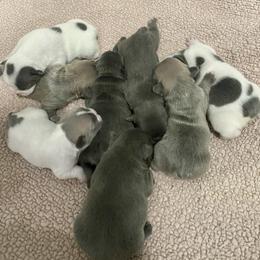 French Bulldog Puppies from For Love of Frenchies