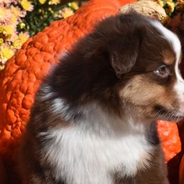 Maggie - Miniature Australian Shepherd puppy in Redfield, Kansas from CY Ranch Aussies