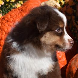 Maggie - Miniature Australian Shepherd puppy in Redfield, Kansas from CY Ranch Aussies