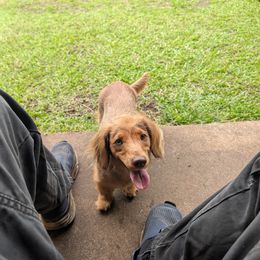Dachshund All Grown Up from Michael Remen