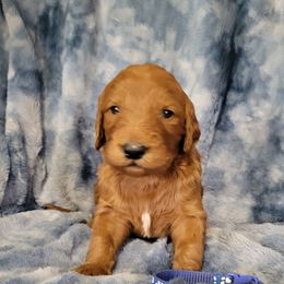 Fudge - Chocolate male Goldendoodle puppy in Blountsville, Alabama from Southern Charm Goldendoodles