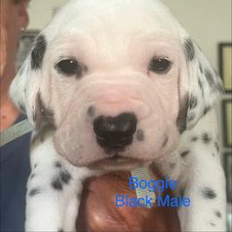 Boggle - White and black male Dalmatian puppy in New Jersey from Prestige Dalmatians