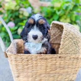 Rerun - Tri-color male Bernedoodle puppy in Sulphur, Louisiana from Curly Q’s Of Carlyss