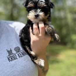 Yorkshire Terrier Puppies from Kruz Kennels