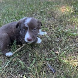 Border Collie Puppies from Athena’s Collies