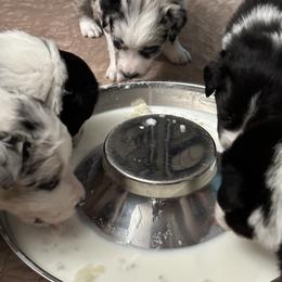Border Collie Puppies from Roaring River Border Collies