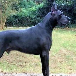 Great Danes from Coleridge Blue Great Danes