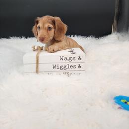 Goose - Cream male Dachshund puppy in Smallett, Missouri from Doxie Holler