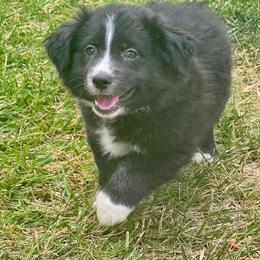 Sox - Black & white male Miniature Australian Shepherd puppy in California from Eagle River Aussies