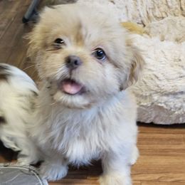 Teddy - Cream and white male Shih Tzu puppy in Victorville, California from RUMBLE n TUMBLE