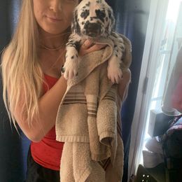 Dalmatian Puppies from Clarks 101 Dalmatians