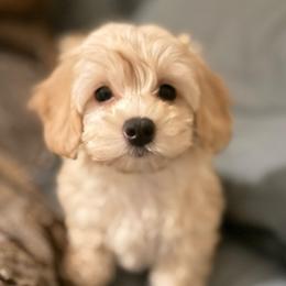 Lacey - Cream female Havapoo puppy in Lancaster, South Carolina from 3 Bs Havanese-PUPPIES with  PURPOSE