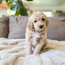 Sage - Apricot male Goldendoodle puppy in Moses Lake, Washington from Macy Meadows Doodles