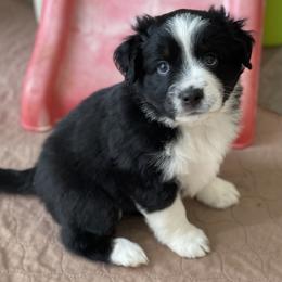 Jett - Black tri male Miniature Australian Shepherd puppy in Wesley Chapel, Florida from August Oaks Aussies