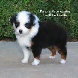 Too Sweet - Black tri female Toy Australian Shepherd puppy in Chandler, Oklahoma from Parsons Place Aussies