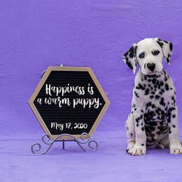 Cavalier King Charles Spaniel and Dalmatian Puppies from Cadence Hall
