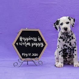 Cavalier King Charles Spaniel and Dalmatian Puppies from Cadence Hall