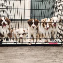 Australian Shepherd Puppies from Out of the Blue Aussies