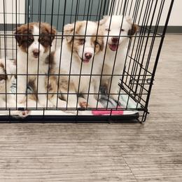 Australian Shepherd Puppies from Out of the Blue Aussies