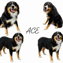 Ace - Miniature Australian Shepherd