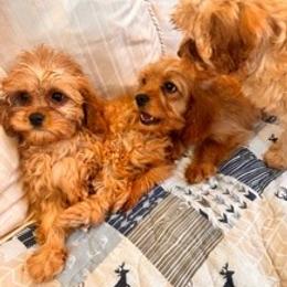 Cavapoo Puppies from Dotties Lil Blessings